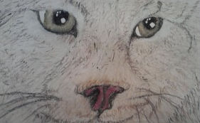 Bob cat.jpg
