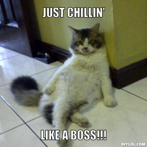 chill cat.jpg