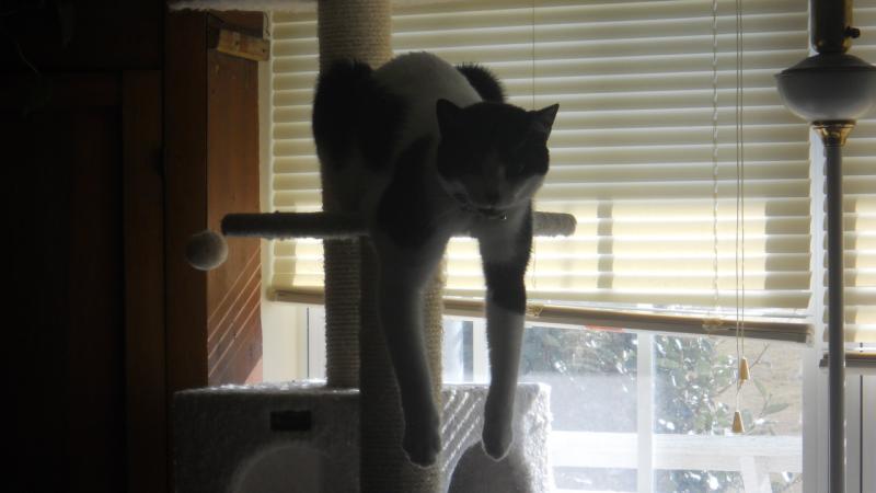 the cat.jpg