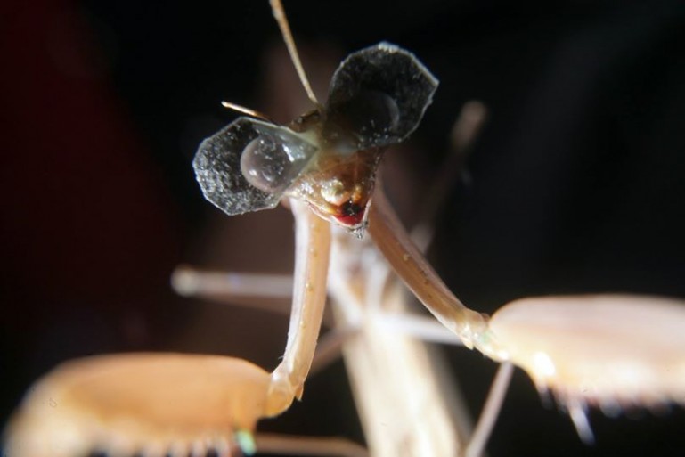 prayingmantis3dglasses.jpg