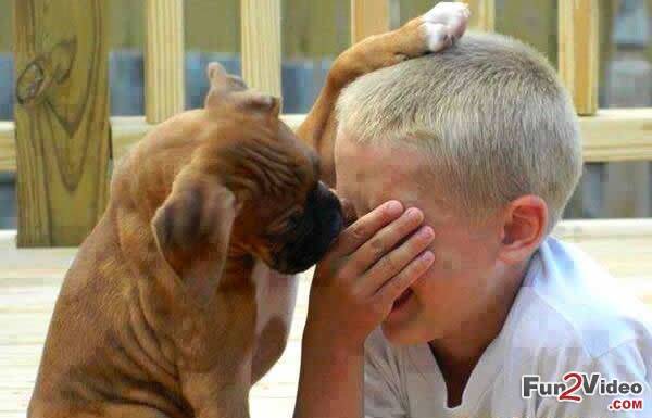 best-dogs-for-kids-cute-picture.jpg