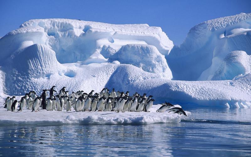 Adelie_Penguins_diving_Hope_Bay.jpg